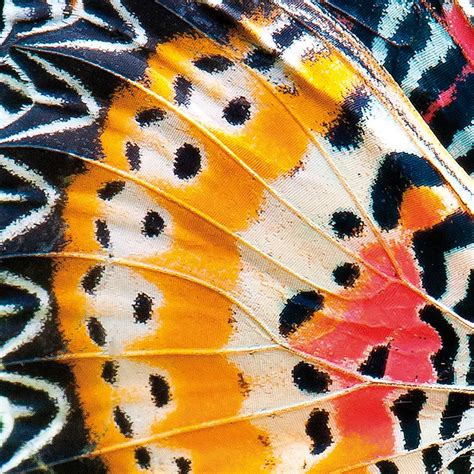 The Science Behind Natures Patterns Science Smithsonian Magazine