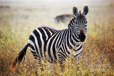 Zebra Portrait On African Savanna By Michal Bednarek