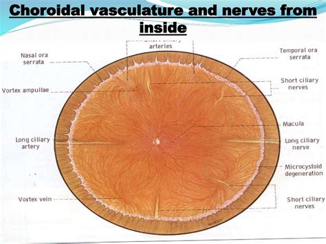 Surgical Anatomy Of The Retina