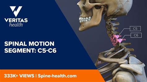 Spinal Motion Segment C5 C6 Youtube
