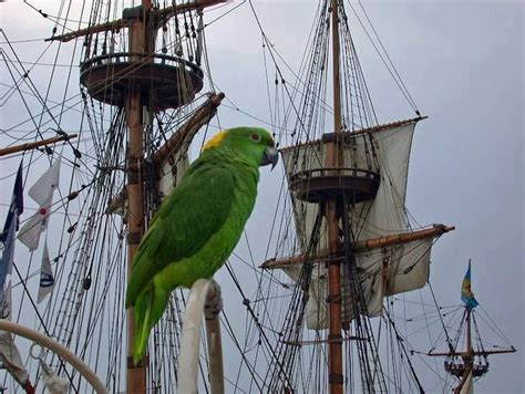 A Pirates Parrot Black Sails Pirate Parrot Pirate Adventure