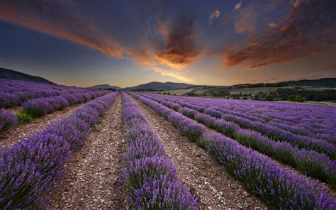 Rows Of Lavender Flowers Hd Wallpaper Background Image 1920x1200