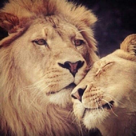 Protect Love Respect Loyal Lion Love Lion Pictures Animals Beautiful