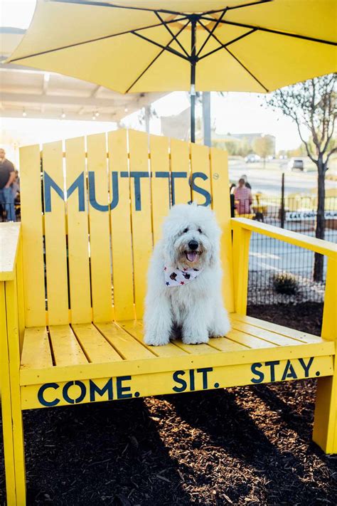 Mutts Canine Cantina Looking For Intern To Pet Dogs