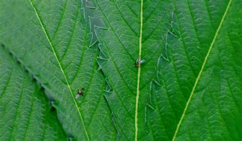 Cannabis Pests Fungus Gnats Growdiaries
