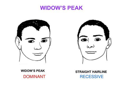 A dominant trait means that if at least one of two alleles contains the trait, the phenotype (in this case, a widow's peak) will show up on the person. Why Do I Have a Widow's Peak Hairline? - DS Healthcare Group