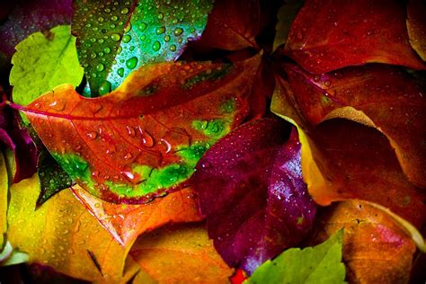 Wet Autumn Leaves Free Photo On Pixabay Pixabay