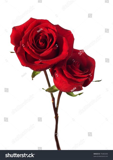 Two Dark Red Roses Isolated On Stock Photo 75483349 Shutterstock