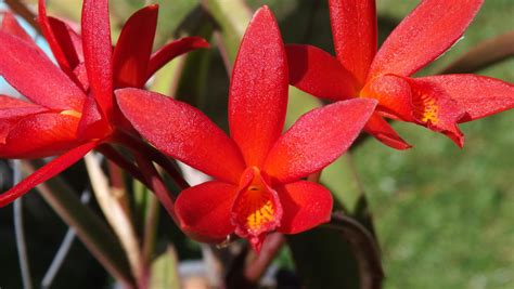 Cattleya Hybride Floraison Septembre Chris Simiand Flickr