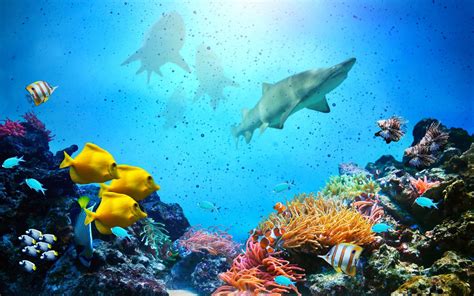 Beautiful Tropical Underwater Wallpapers Top Free Beautiful Tropical