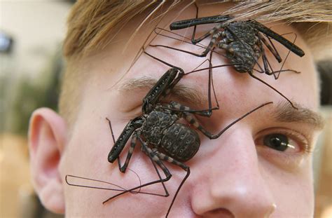 mit insekten zum internetstar das große krabbeln unter „bugs and science“ baden württemberg