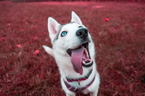 Enter Our 2019 Cutest Dog Photo Contest