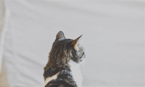 Wallpaper Id 280980 The Back Of The Head Of A Tabby Cat Pensive