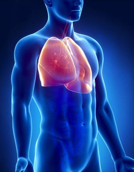 Lung Stock Photos, Royalty Free Lung Images | Depositphotos®