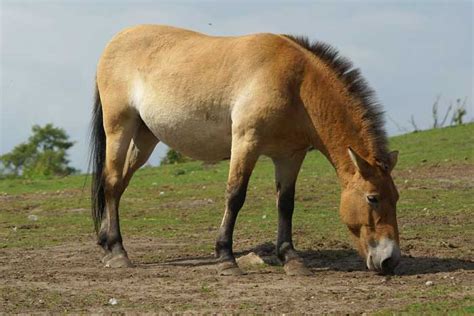 La Famille Des Equidae