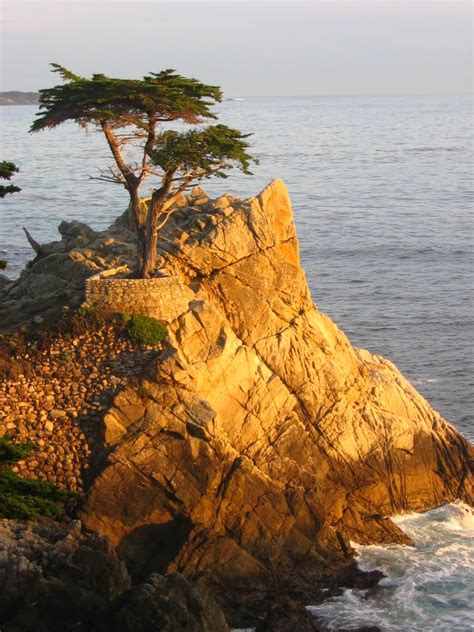 Lone Cypress In Monterey Digital Picture Gallery