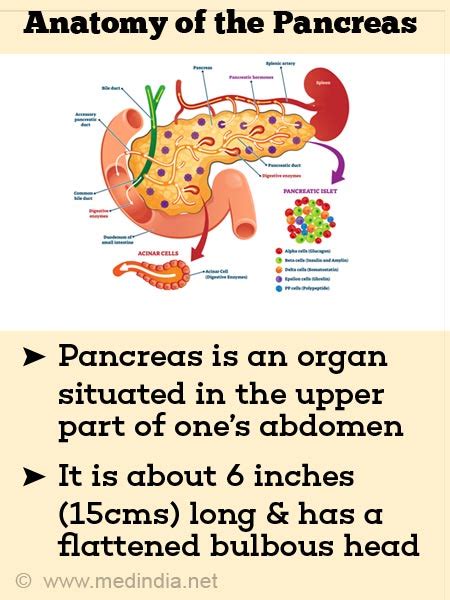 💌 Pancreas Anatomy The Pancreas 2022 11 06