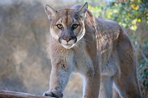 3 North Bay Mountain Lion Sightings In 2 Days