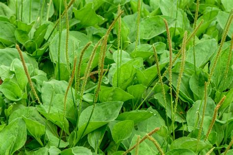10 Edible Weeds Likely Growing In Your Yard Modern Farmer