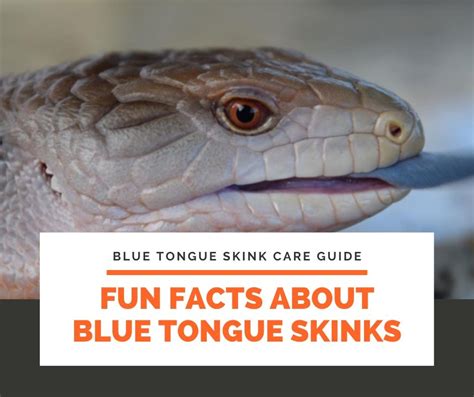 The Ultimate Blue Tongue Skink Care Guide For Beginners