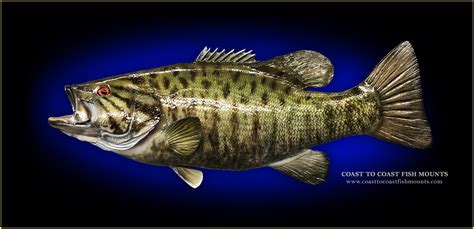 Smallmouth Bass Fish Mounts And Replicas By Coast To Coast Fish Mounts