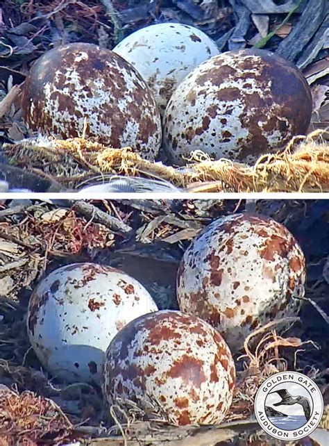 Osprey Eggs Sf Bay Ospreys