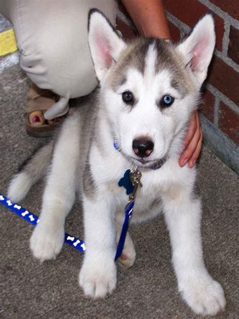 They are very smart and you will adore them. Lovely Pets: Siberian Husky Puppies Gallery