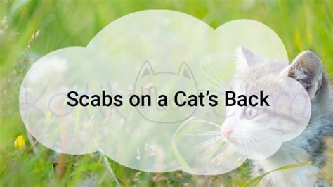 Scabs On A Cats Back Kotikmeow