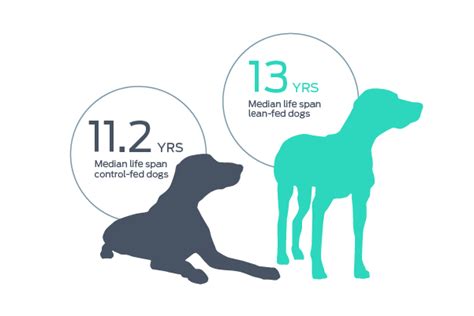 14 Year Life Span Study In Dogs Purina Institute