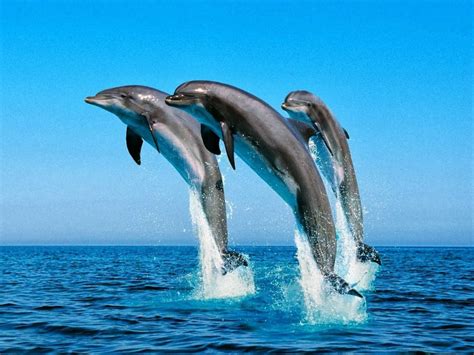 3 Dolphins Jump Out Of The Water At The Same Time They