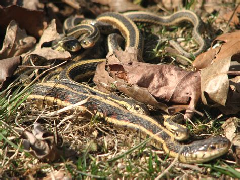Snakes In Grass Free Stock Photo Public Domain Pictures