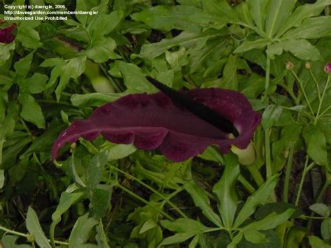 We did not find results for: PlantFiles Pictures: Dragon Flower, Dragon Arum, Voodoo ...