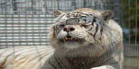 However, as the time went on the tiger suffered out of down syndrome and could not be sold in the animal places or even in the zoos. This is Kenny..........the Down Syndrome Tiger : pics