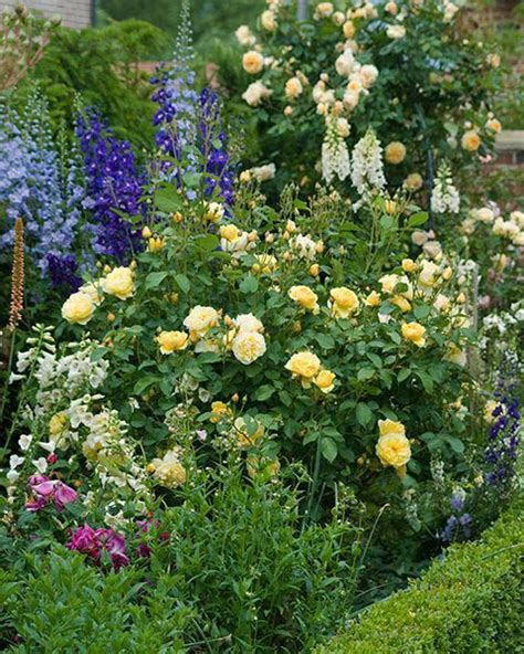 16 Perennial Companion Plants For Roses Hgtv
