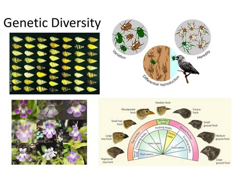 Ppt Biodiversity Powerpoint Presentation Free Download Id1556731
