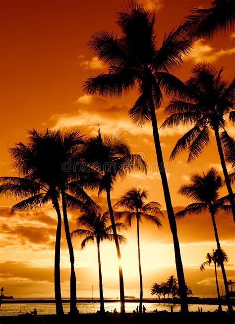 Tropical Sunset Stock Image Image Of Mood Scenic