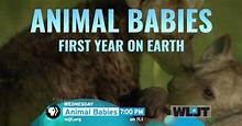 West TN PBS | Animal Babies: First Year on Earth | PBS