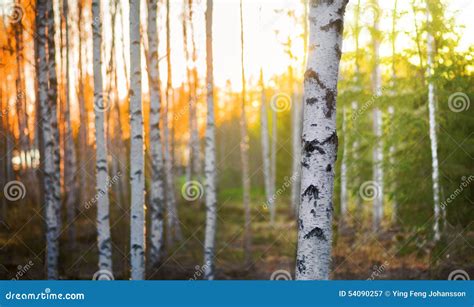 Birch Tree At Sunset Stock Image Image Of Countryside 54090257