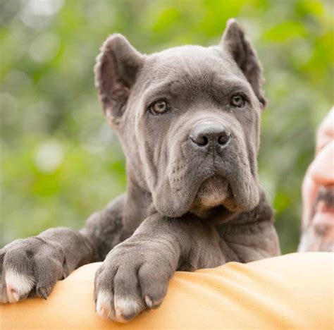 Buy Cane Corso In Manchester Uk And For Sale The Best Cane