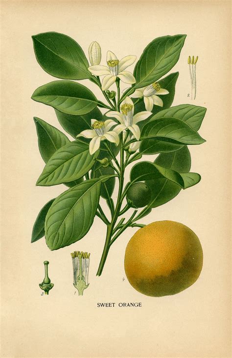 Vintage Botanical Print Sweet Orange The Graphics Fairy