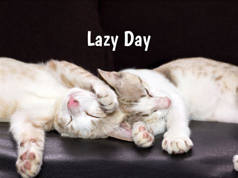 Free Download Lazy Day In 20202021 When Where Why How Is Celebrated 1024x768 For Your Desktop