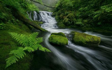 Waterfall And Stream In Green Forest Hd Wallpaper Background Image