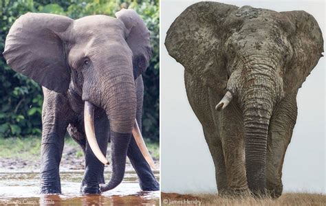 Forest Elephants Vanishing Ghosts Africa Geographic