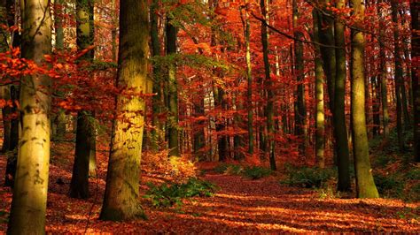 Landscape Nature Tree Forest Woods Autumn Bridge Wallpaper 2560x1440