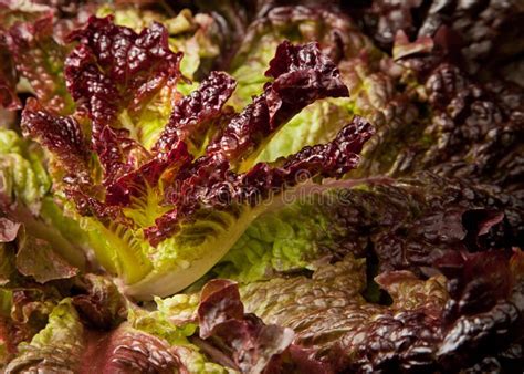 Macro Of Purple Lettuce Stock Image Image 16167481