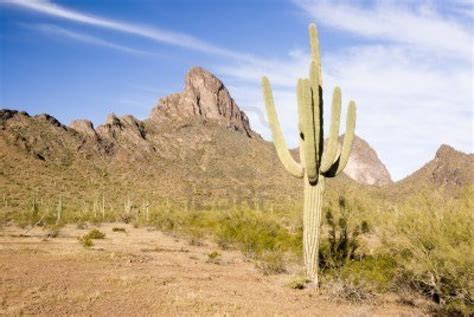 Reporteros.com: DESIERTO DE SONORA: INFERNAL CAMINO DEL SUEÑO AMERICANO
