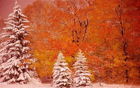 Download Snow Tree Forest Earth Photography Fall 4k Ultra Hd Wallpaper