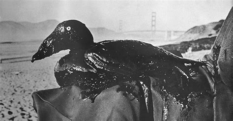 1971 Oil Spill That Led To Creation Of International Bird Rescue