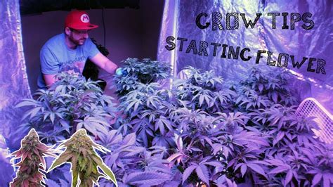 Lowering the humidity level for your grow room to late into flower you need to pay especially close attention to maintaining ideal humidity conditions, too damp and you risk bud rot, mold, and mildew. INDOOR GROW GUIDE: GETTING READY FOR CANNABIS MARIJUANA ...