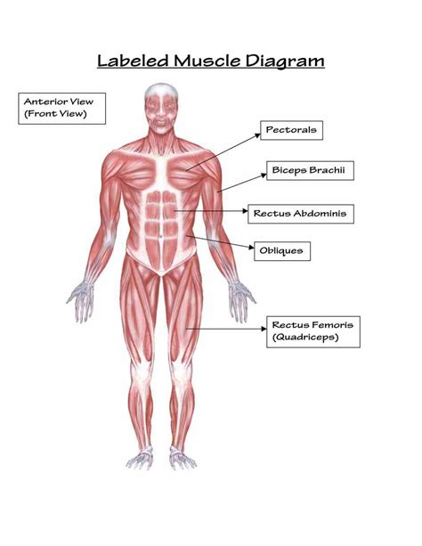 In the diagrams below, i'll be showing muscle groups in color, with a black line to show the forms that would show through the skin (i also show protruding bones that would so most muscles in the body come in antagonistic pairs, and when one in the pair is contracted, the other is necessarily relaxed. Labeled Body Muscle Diagram | MedicineBTG.com